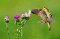goldfinch 金翅雀 的复数形式是什么