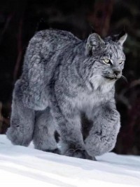 lynx 猞猁 的复数形式是什么