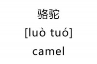 camel 骆驼 的复数形式是什么