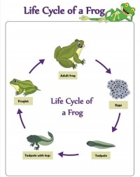 frog 青蛙 的复数形式是什么