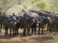 buffalo 水牛 的复数形式是什么
