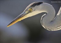 heron 苍鹭 的复数形式是什么