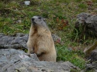 groundhog 土拨鼠 的复数形式是什么