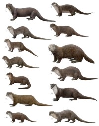 river otter 河獭 的复数形式是什么
