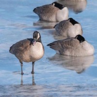 goose 鹅 的复数形式是什么