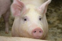 hog 猪 的复数形式是什么