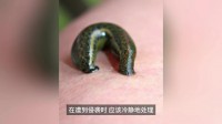 locust 蝗虫 的复数形式是什么