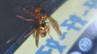 hornet 马蜂 的复数形式是什么