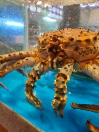 crab 螃蟹 的复数形式是什么