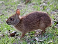 rabbit 兔子 的复数形式是什么