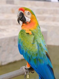 macaw 金刚鹦鹉 的复数形式是什么