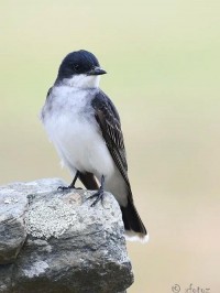 kingbird 王鸟 的复数形式是什么