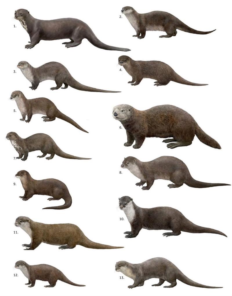 river otter 河獭 的复数形式是什么