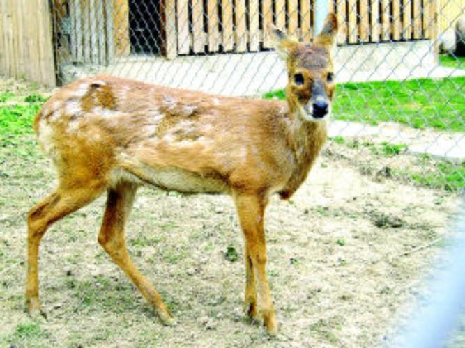 deer 鹿 的复数形式是什么