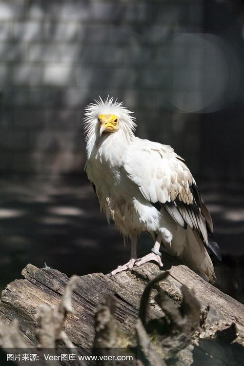 vulture 秃鹫 的复数形式是什么