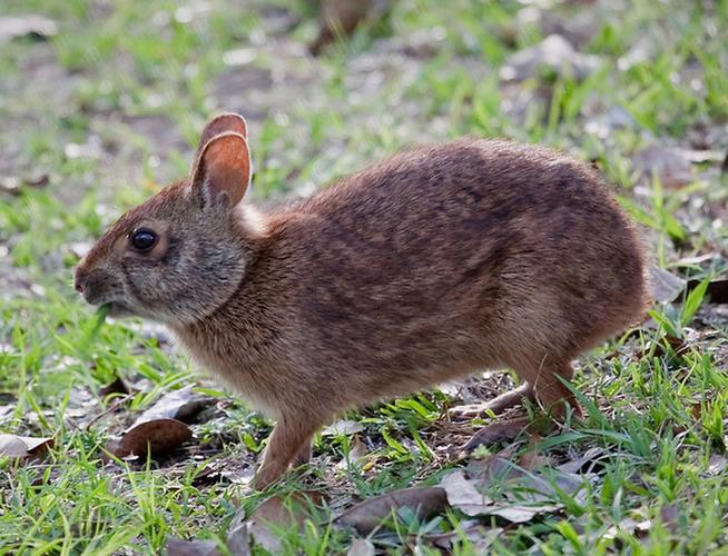 rabbit 兔子 的复数形式是什么