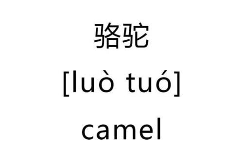 camel 骆驼 的复数形式是什么